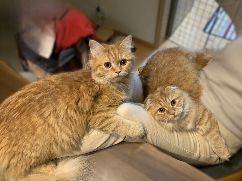 新しい猫のきなこともなか