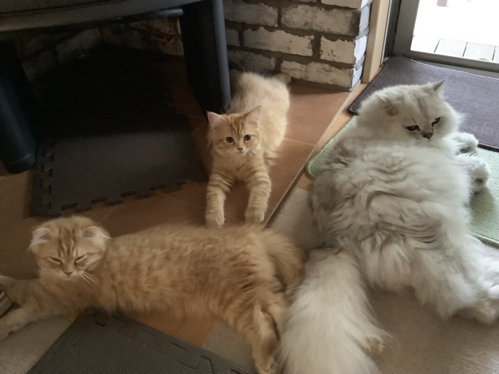 きなこともなかの面倒をみるアルジャン（先住猫）