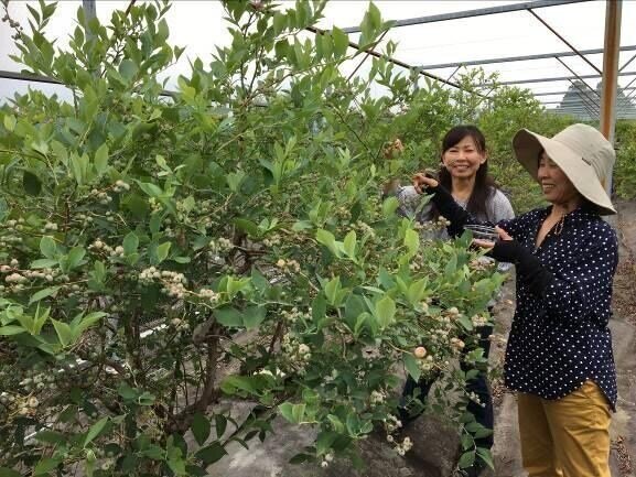 s-まちなかカレッジ2019第1回「本物のブルーベリーを味わう」 ブルーベリー狩りの様子.jpg